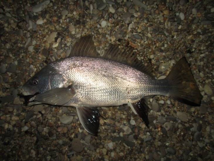 Горбыль — способы ловли, необходимая оснастка и советы как и на что ловить. 85 фото рыбы и видео особенностей ловли