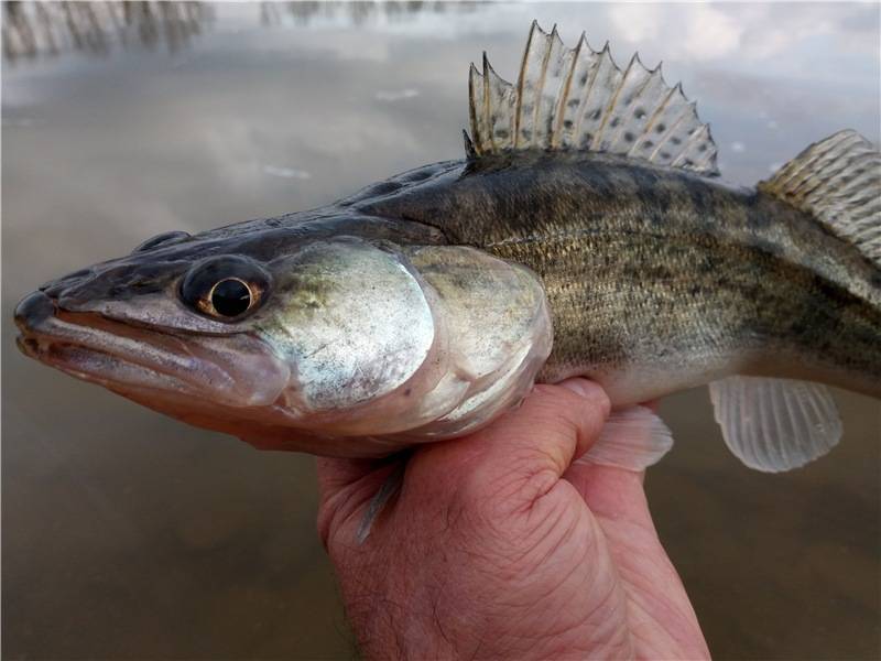 Рыба берш — отличия от судака, фото и описание, особенности ловли