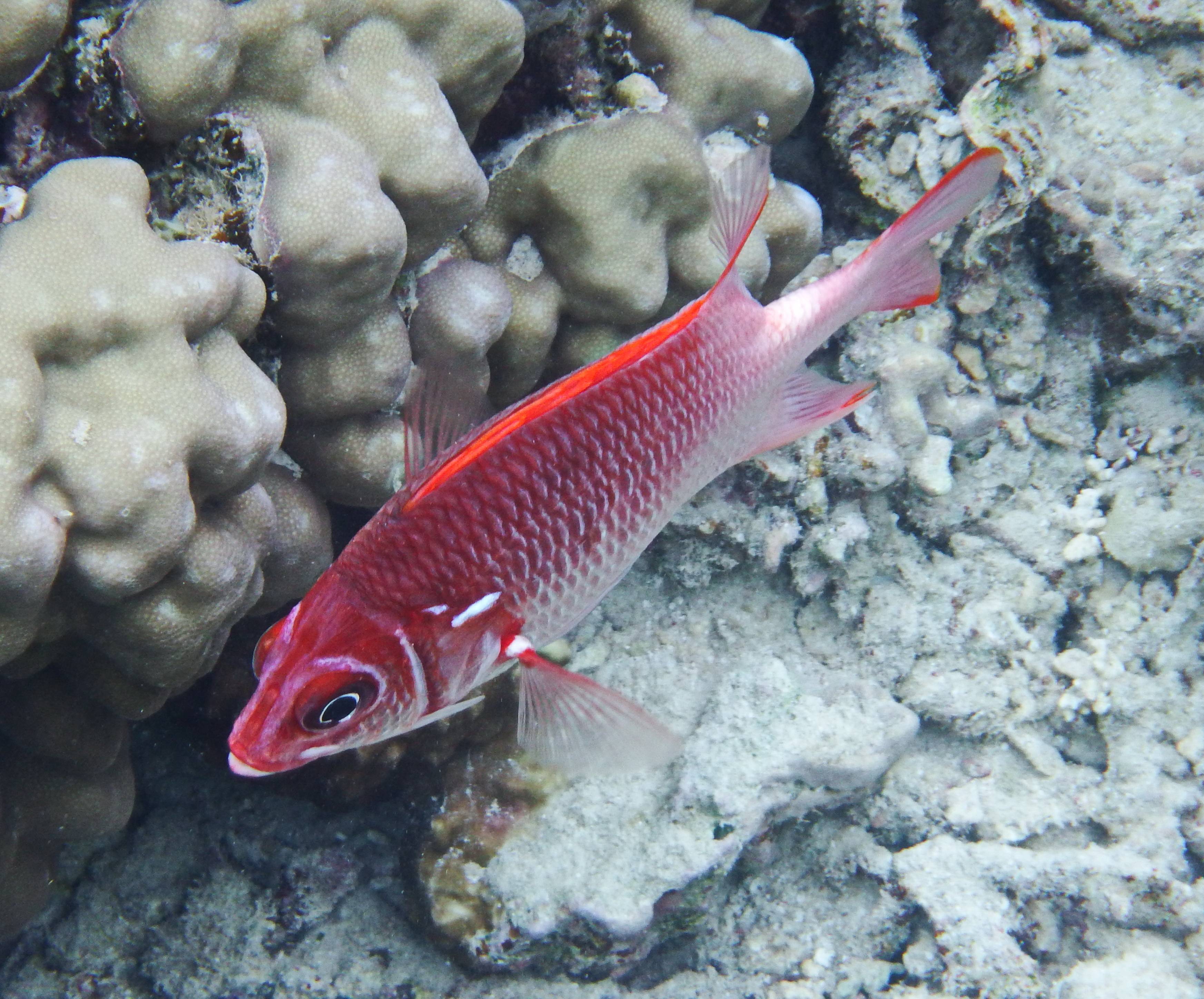 Тилапия фото и описание – каталог рыб, смотреть онлайн
