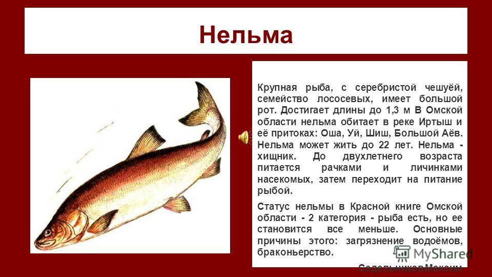 Нельма рыба. описание, особенности, образ жизни и среда обитания рыбы нельмы | животный мир