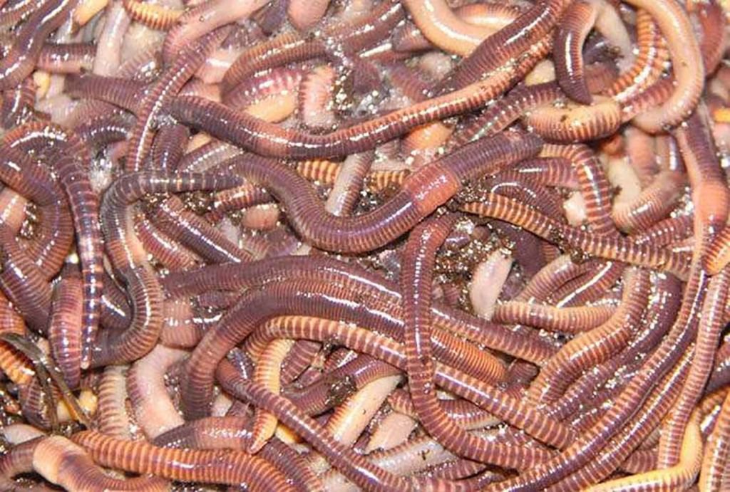 Разведение червей в домашних условиях для рыбалки для начинающих с нуля, как вырастить красного червя, дождевого, калифорнийских