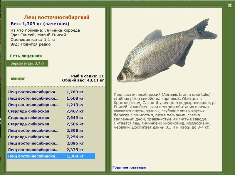 Рыба лещ: фото, как выглядит, описание и разновидности, костлявая или нет