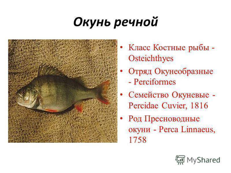 Речной окунь обыкновенный: описание рыбы-хищника, особенности питания и жизни