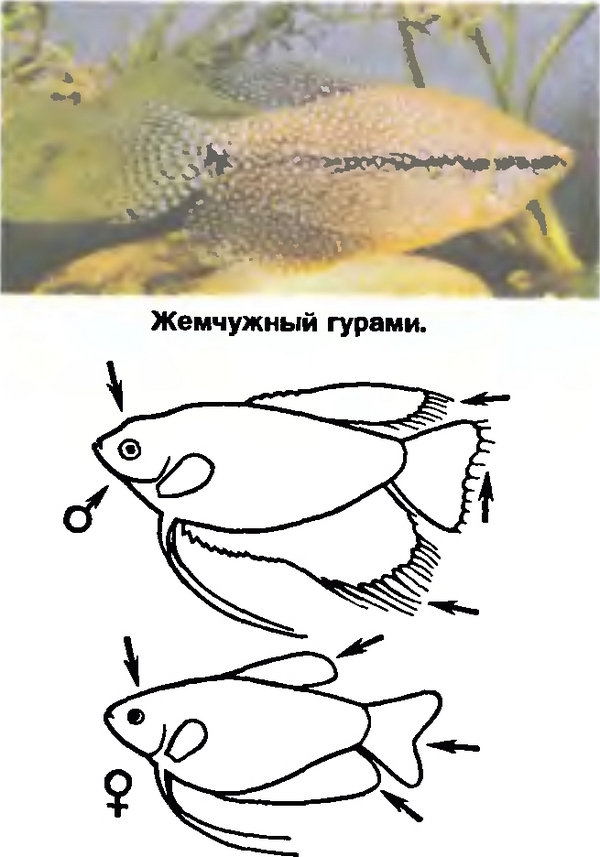 Как отличить гурами. Гурами Жемчужная аквариумная рыбка. Гурами жемчужный самец и самка. Рыбка гурами мраморный самка и самец. Жемчужный гурами самка.