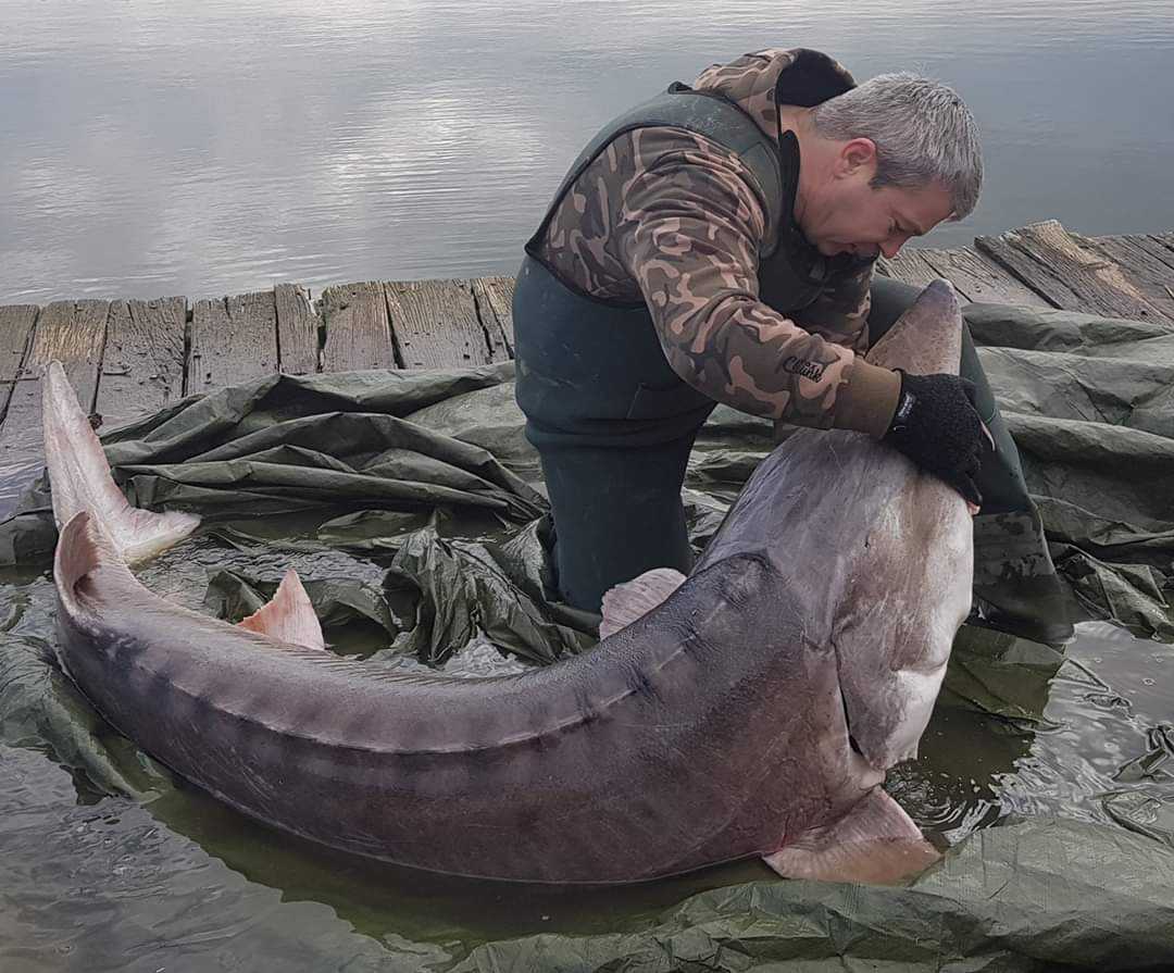 Поймана самая большая рыба белуга в россии: поразительные факты