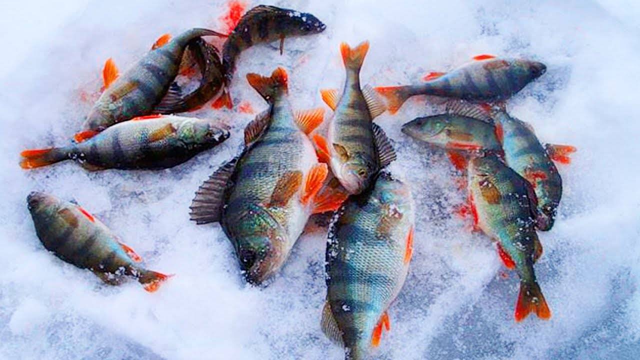 Ловля окуней на озере. Рыбы зимой. Рыбалка на окуня зимой. Окунь зима. Подледная рыбалка.