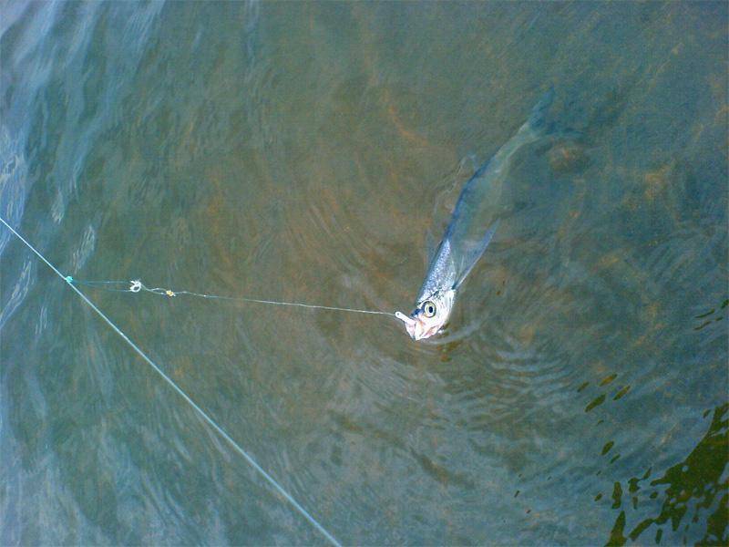 Ловим чехонь на ахтубе: способы, снасти и приманки - рыбалка на ахтубе с комфортом