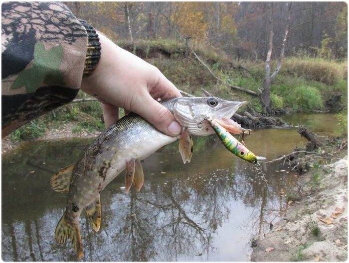 Джиговая ловля щуки на малых реках | приманки, проводка