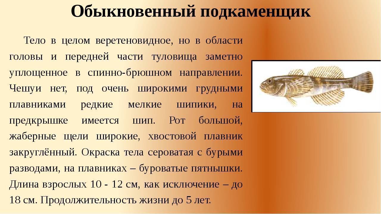 Обыкновенный подкаменщик: внешний вид, фото, особенности, интересные факты, среда обитания