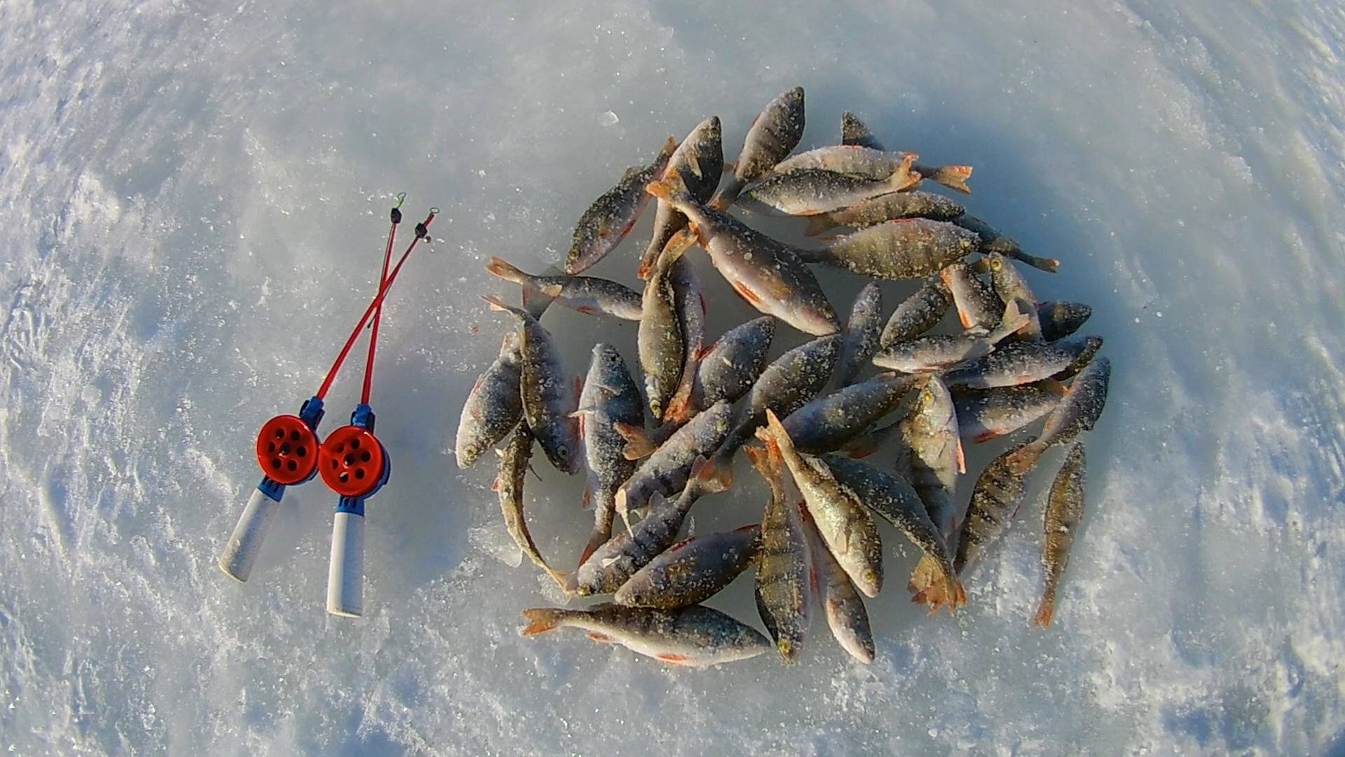 Ловля окуней на озере. Рыбалка зимой. Зимняя рыбалка на реке. Зимняя рыбалка на озере. Зимняя рыбалка на щуку.