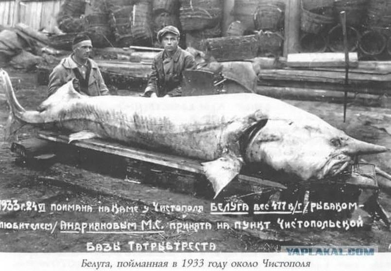 Белуга: фото рыбы, размер, внешний вид, ареал обитания, особенности