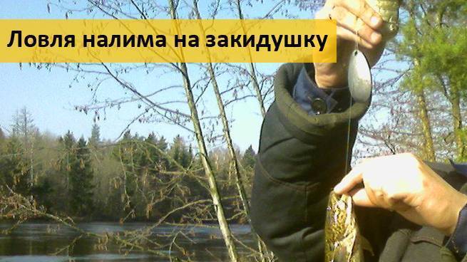 Ловля налима осенью