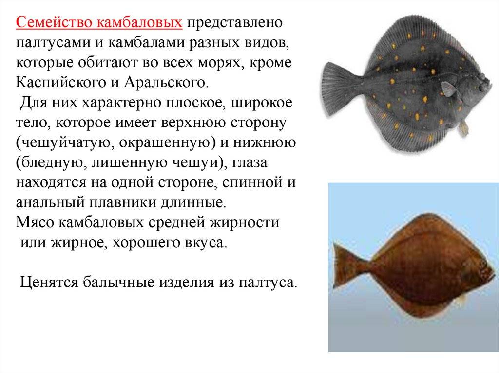 Палтус стрелозубый: описание, среда обитания, рыбалка, как приготовить