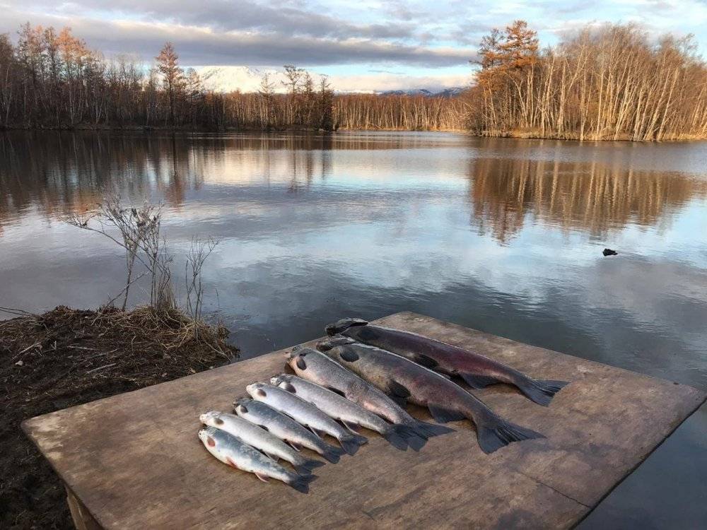 Рыбалка в ленинградской области: топ мест для трофеев
