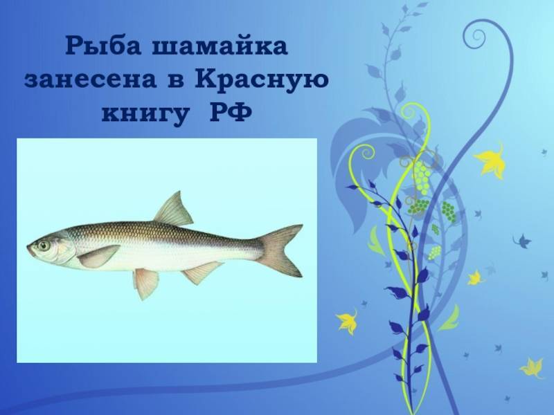 Шамайка: как выглядит и где водится рыба, почему занесена в красную книгу