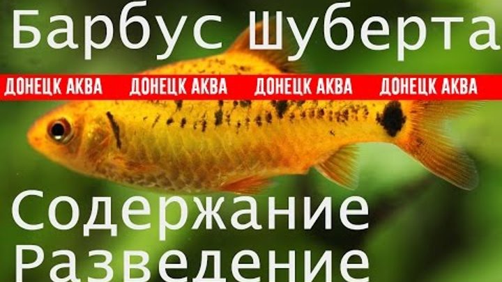 Барбусы (barbus)  — описание видов, содержание в аквариуме