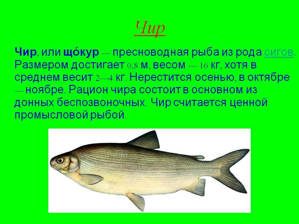 Чир(щокур) - что это за рыба? ее особенности и повадки