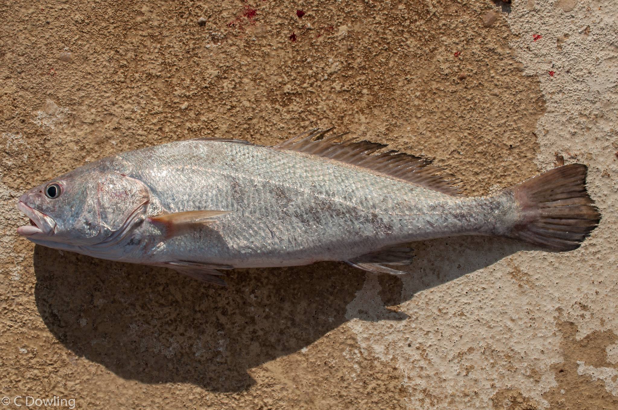 Рыба «Горбыль пресноводный» фото и описание