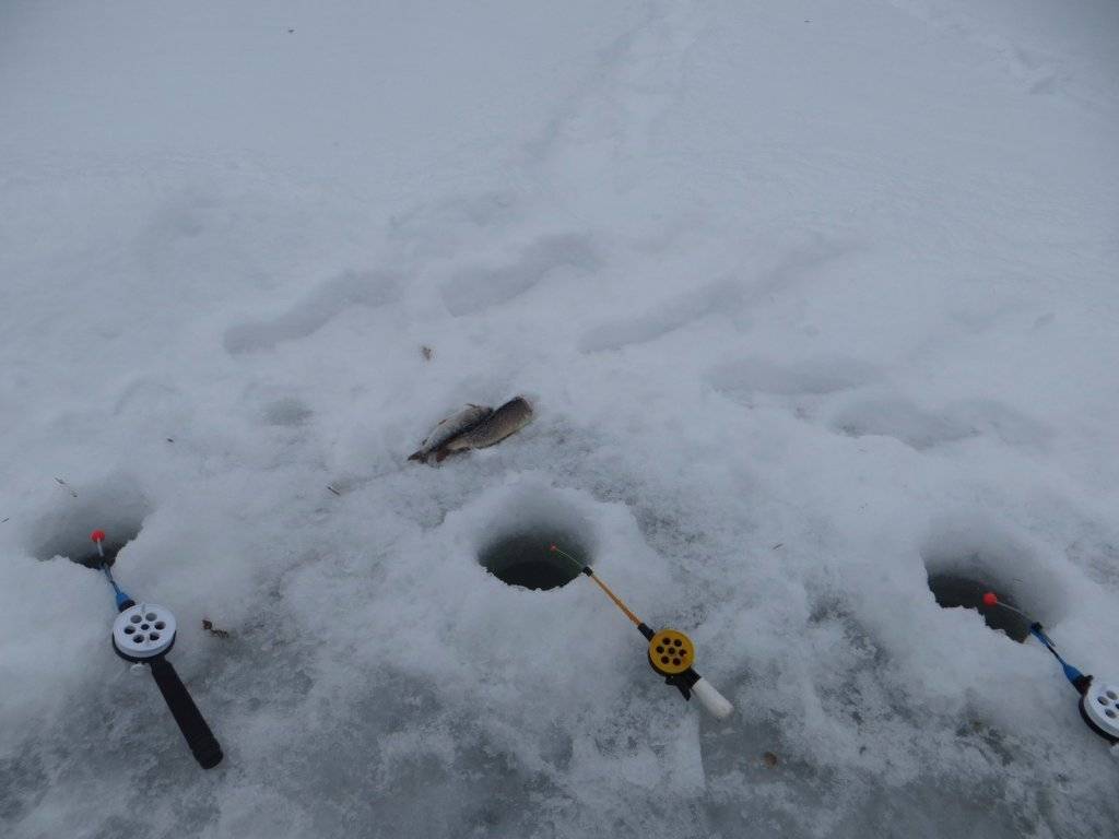 Рыбалка на хариуса по открытой воде и со льда зимой | животный мир