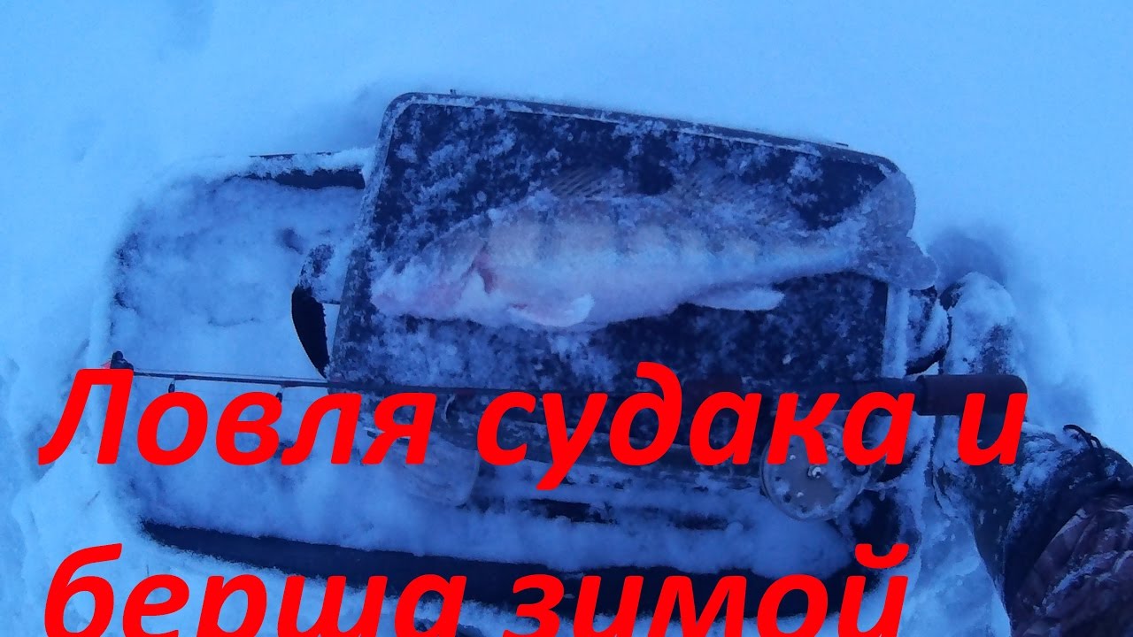 Ловля судака на тюльку зимой