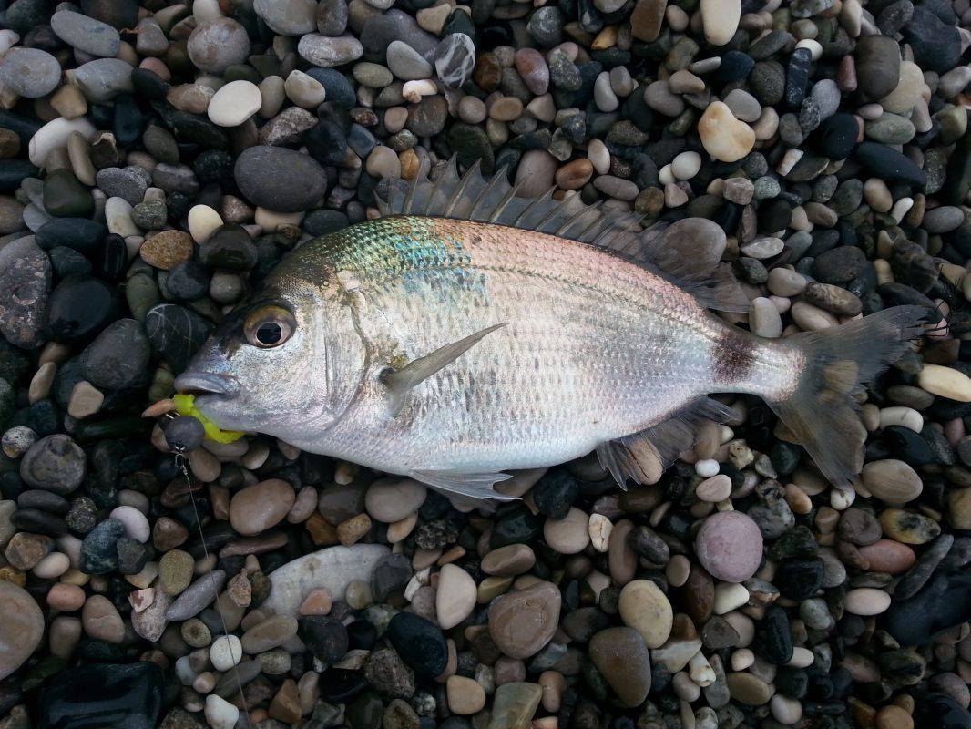 Морской карась (ласкрия или аурата) | как, где на что и когда лучше ловить рыбу (75 фото)