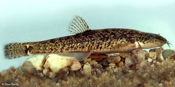 Рыба голец: фото, польза и вред, где водится, описание и разновидности
