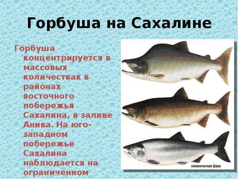 Горбуша: польза и вред | здоровье и все для него