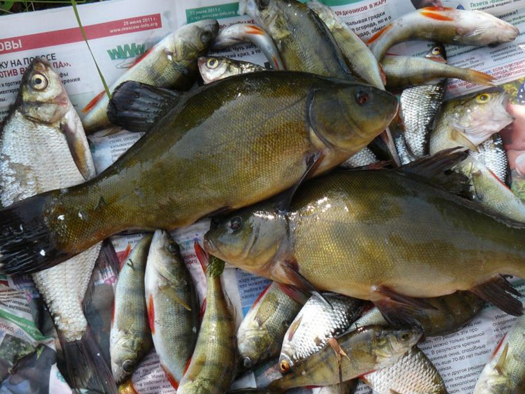 Платная и бесплатная рыбалка в витебской области - суперулов - интернет-портал о рыбалке