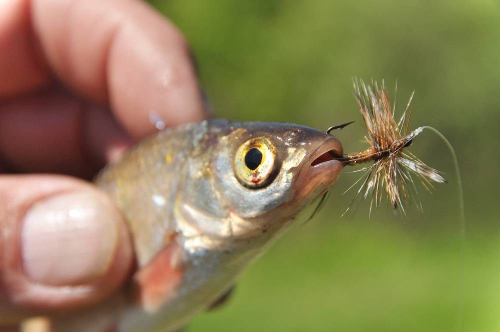 Как ловить на мушки спиннингом рыбу хариуса и других - техника ловли нахлыстом