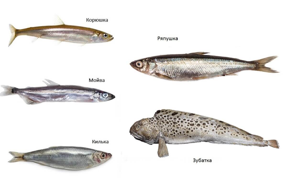 Рыба корюшка