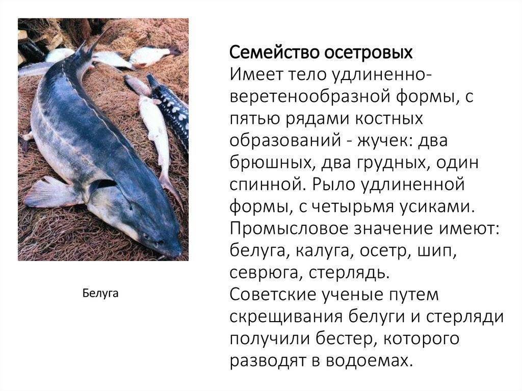 Рыба белуга — фото и описание, вес самой большой выловленной рыбы, промысловая ценность