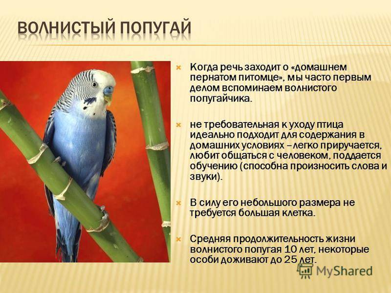 Пельвикахромис пульхер