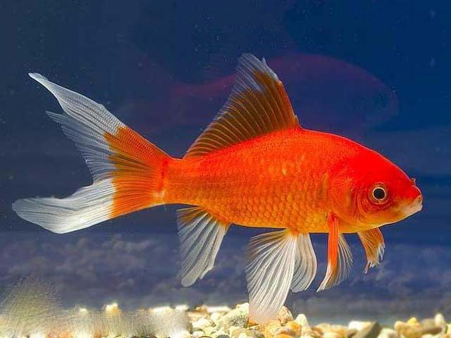 Золотая рыба комета: содержание в аквариуме и как отличить самца от самки