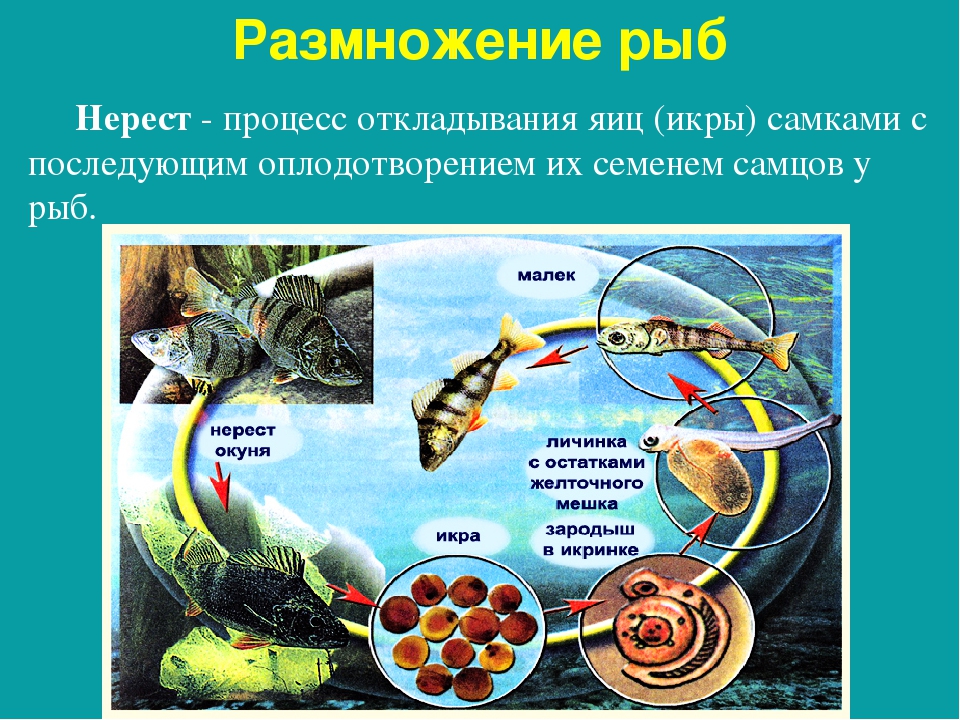 Размножение, развитие и миграции рыб, биология