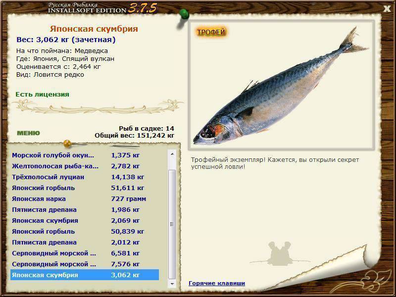 Рыба скумбрия - описание полезных свойств и правила употребления