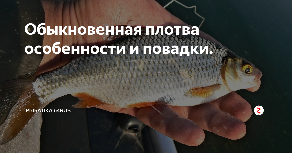 Рыба плотва: образ жизни и лучшие способы ловли