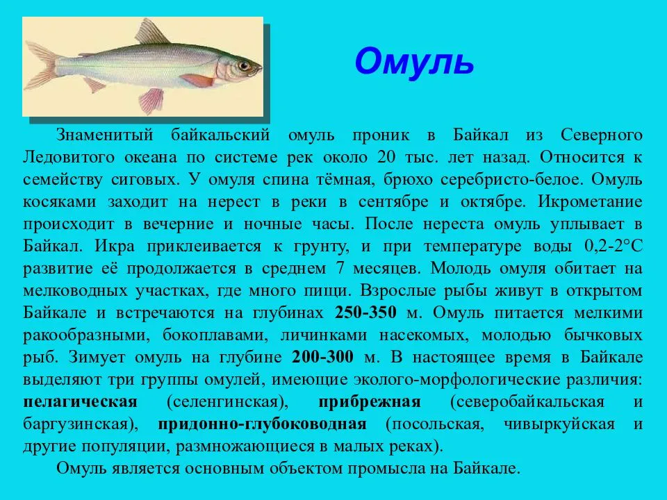 Омуль байкальский: что за рыба, где водится в россии, описание.