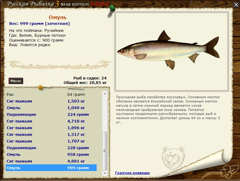 Омуль: описание рыбы, где водится, способы ловли и пищевая ценность