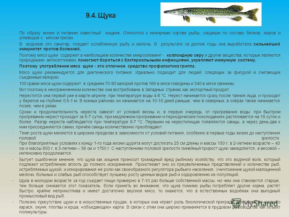 Вся информация о рыбе карп: виды, описание, повадки, питание