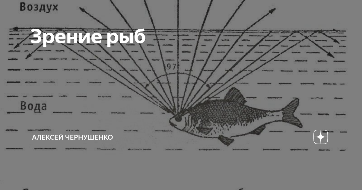 ???? какие рыбы умеют различать цвета: интересные сведения