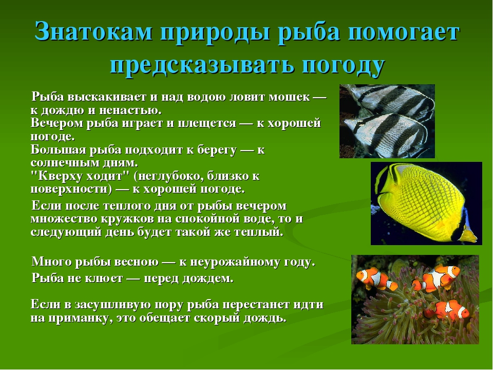 Почему умирают рыбки в аквариуме: причины и что нужно делать