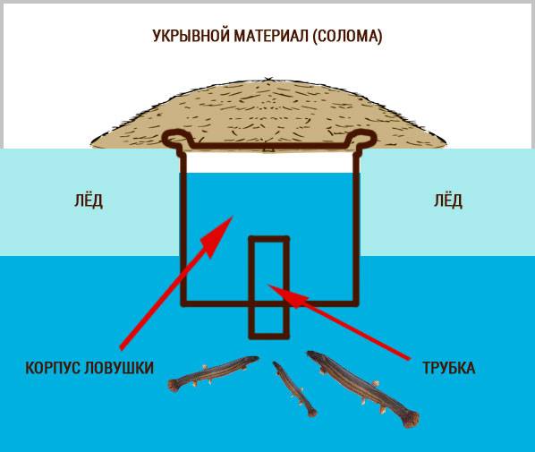 Можно ли поймать вьюна в вершу. ловля вьюна ловушками летом и зимой