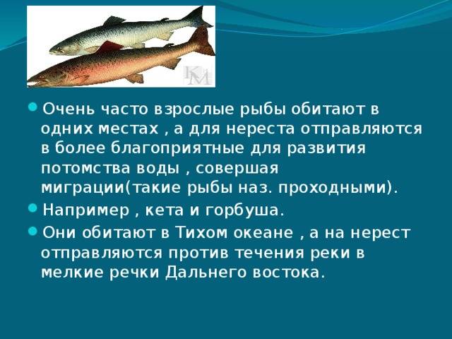 Периоды наибольшей активности рыбы и жор и нерест рыб | с удочкой