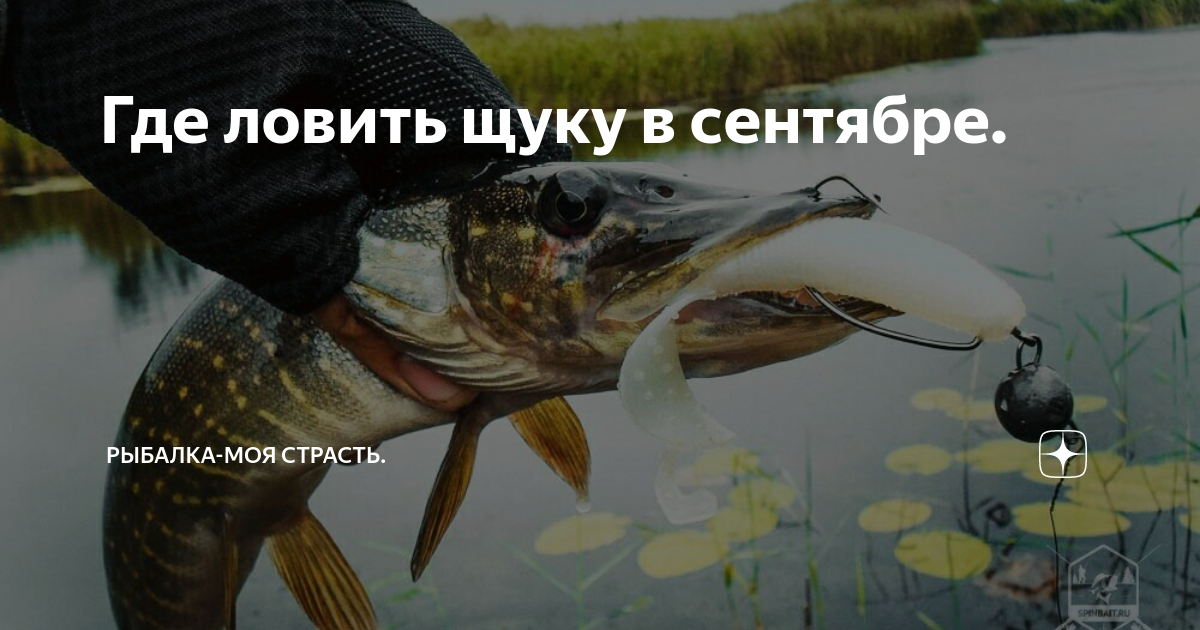 Знакомимся с хищницей ближе: какие запахи любит щука?