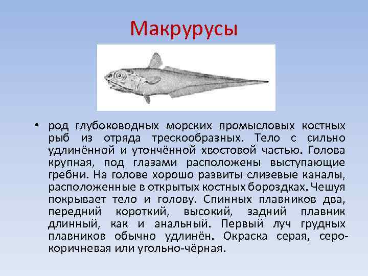 Рыба макрурус: характеристика, польза и вред, приготовление икры