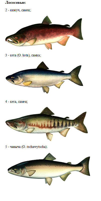 Семейство лососевых рыб с описанием и фото