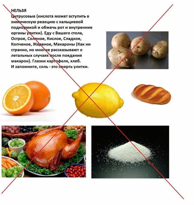 Что едят разные виды улиток в домашних условиях?