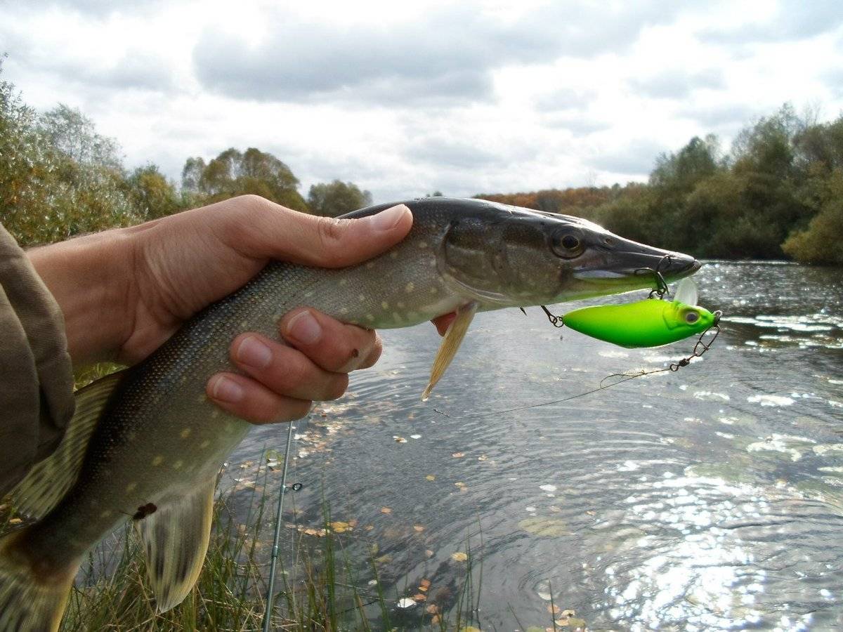 Осенняя щука малой реки - спортивное рыболовство