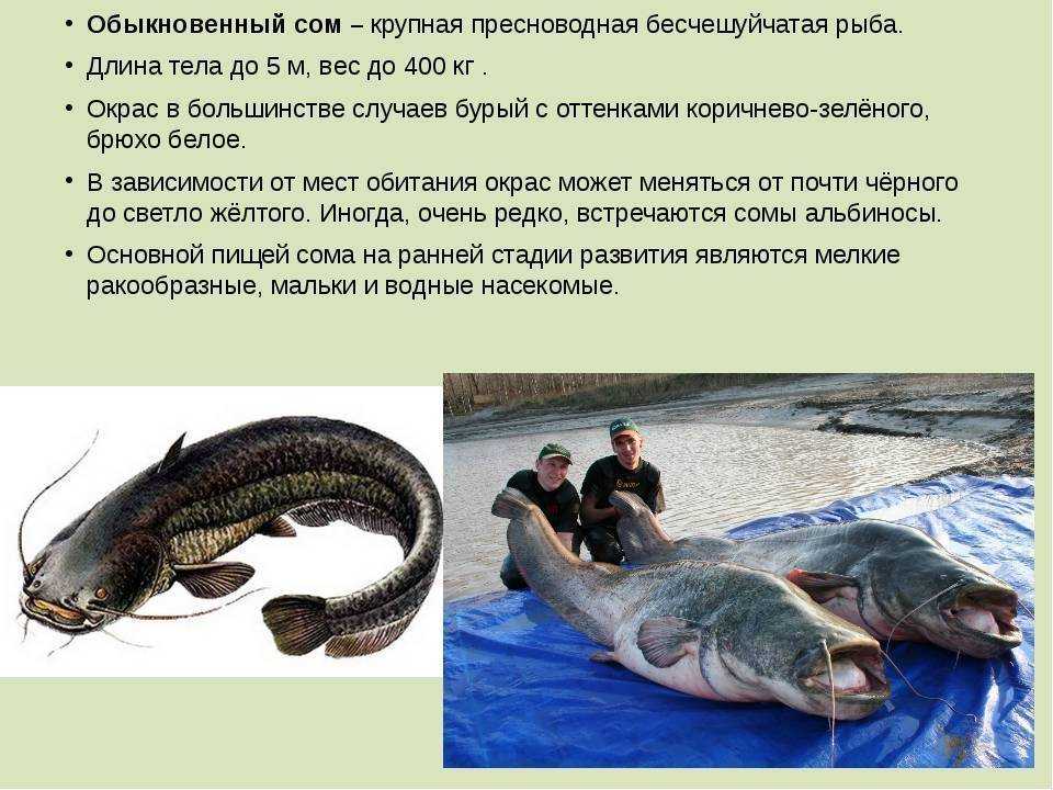 Доклад про сома 2, 3, 7 класс (виды, место обитания, чем питаются) сообщение