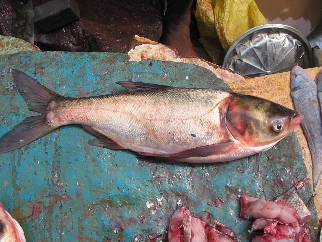 Рыба толстолобик: что за рыба, где обитает, размножение и нерест